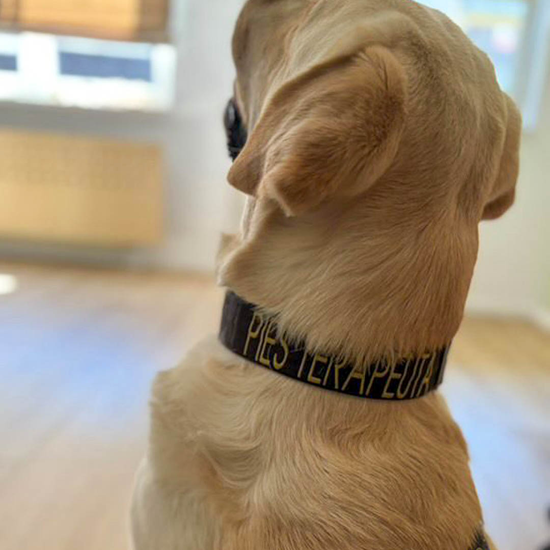 Dogoterapia dla dzieci w Radomiu – zabawa i terapia z udziałem psów
